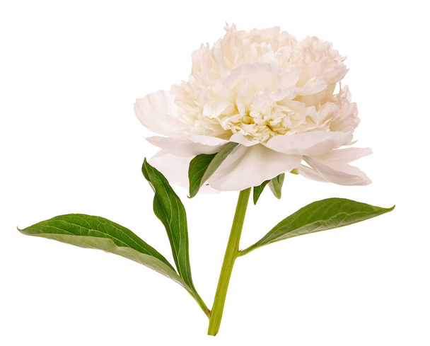 White blooming peony without a background - Φωτογραφία, εικόνα