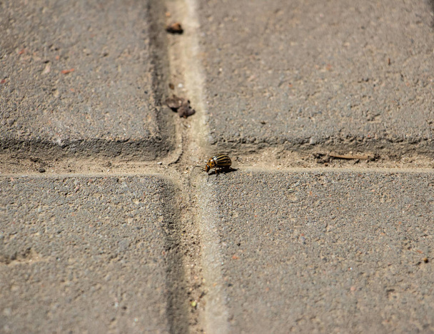 Colorado patates böceği asfalt gri fayanslarda sürünüyor. Yakın plan. - Fotoğraf, Görsel