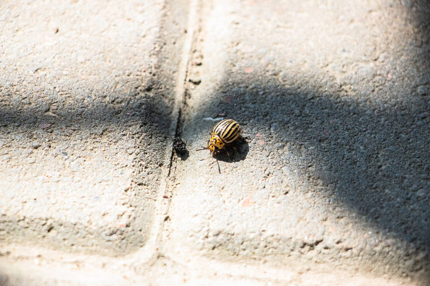 The Colorado potato beetle crawls on the paving gray tiles. Close-up - Fotografie, Obrázek