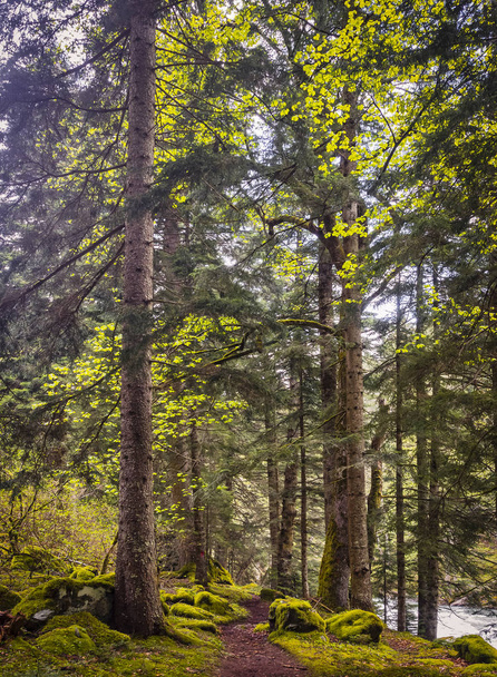 Красивий кавказький ліс
 - Фото, зображення