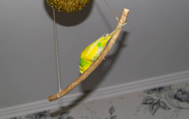 Желто-зеленый попугай висит на палочке
 - Фото, изображение