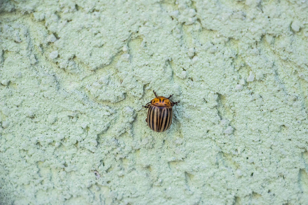 Colorado peruna kovakuoriainen hiipii seinälle vihreällä taustalla. lähikuva
 - Valokuva, kuva