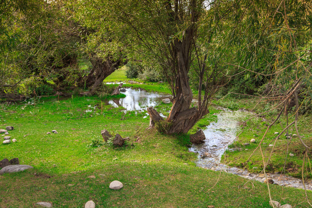 A stream under a sprawling tree. Summer landscape. - Photo, Image
