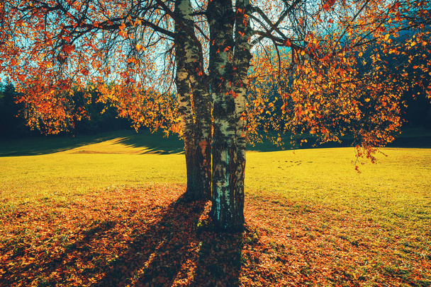 Осенние деревья и апельсиновые листья. Падение. Осенняя сцена в парке.
 - Фото, изображение