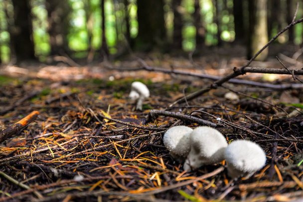 Raccolta di funghi selvatici
 - Foto, immagini