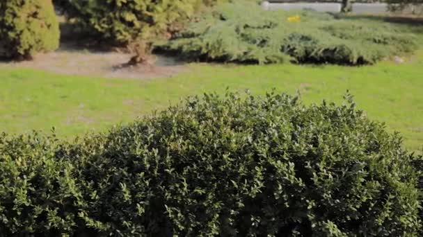 Sűrű bokrok zöld levelei napsütéses napon. - Felvétel, videó