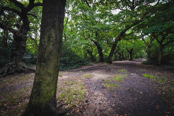 Bosque de Epping en Londres
 - Foto, imagen
