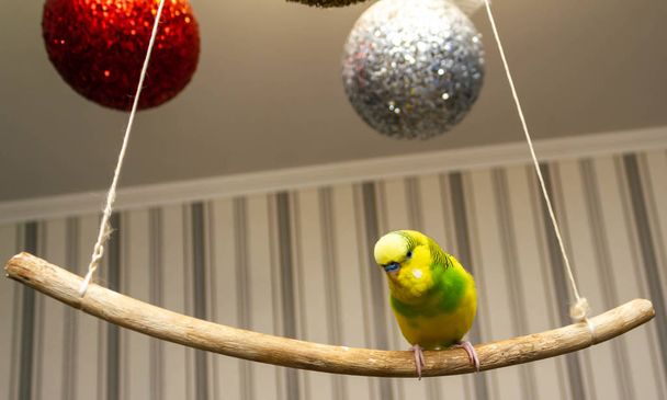Жовто-зелений маленький папуга висить на паличці
 - Фото, зображення