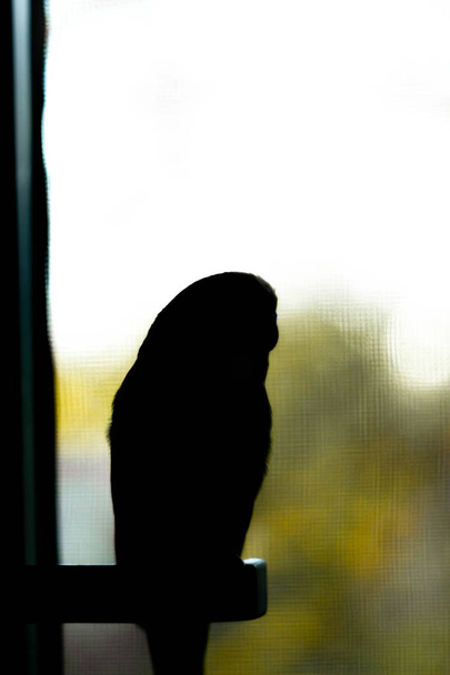 Papagaio verde-amarelo na janela
 - Foto, Imagem