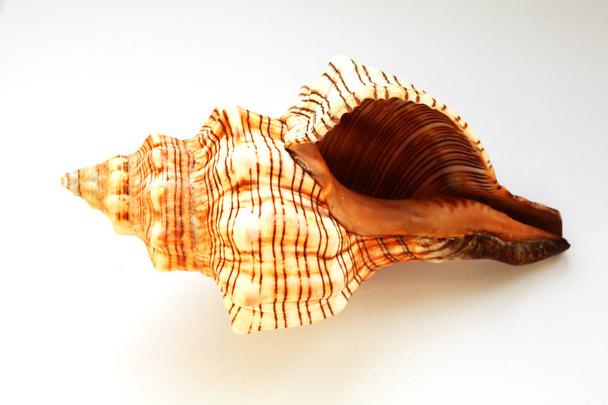 seashell σε λευκό φόντο close-up - Φωτογραφία, εικόνα