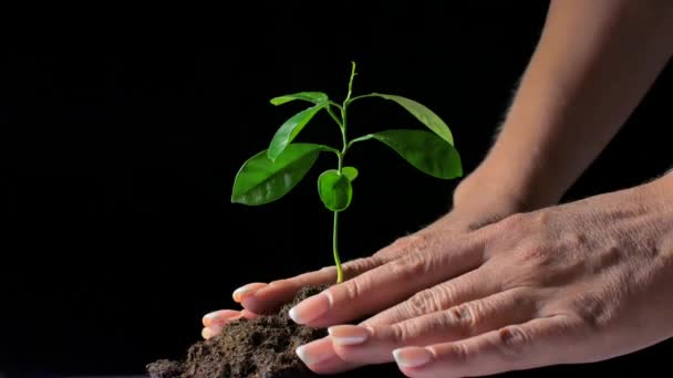 Vrouwelijke handen planten een spruit in de grond. Het concept van een nieuw leven - Video