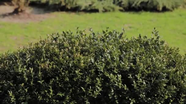 Sűrű bokrok zöld levelei napsütéses napon. - Felvétel, videó