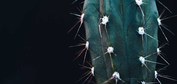 Lähikuva kaunis kaktus punainen sininen valo mustalla taustalla. Makrovalokuvauksen näkymä
. - Valokuva, kuva