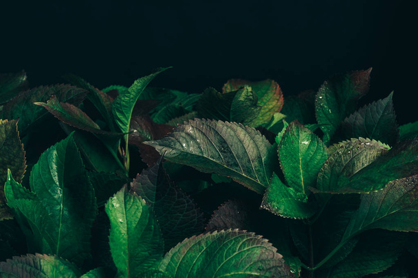 Mooie bush groen en rood blad achtergrond op een donkere achtergrond. - Foto, afbeelding