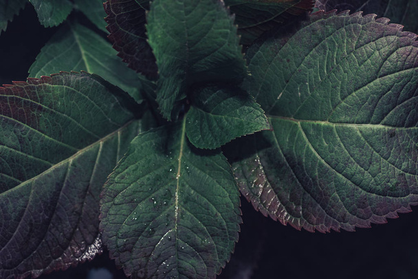 Beautiful bush green and red leaf background on a dark background. Top view. - Zdjęcie, obraz