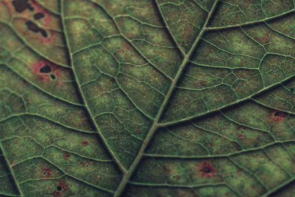 крупним планом красива текстура фону зеленого листя. Перегляд макрофотографій
. - Фото, зображення
