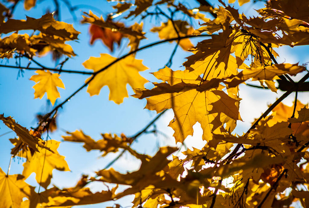 Mooie gele oranje rode bladeren natuur achtergrond abstracte macro close-up herfst - Foto, afbeelding