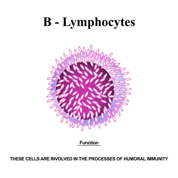 B-lymfosyyttien rakenne. B-lymfosyyttien toiminnot. Immuniteettia auttavia soluja. Infografiikkaa. Vektorin kuva eristetyllä taustalla
. - Vektori, kuva