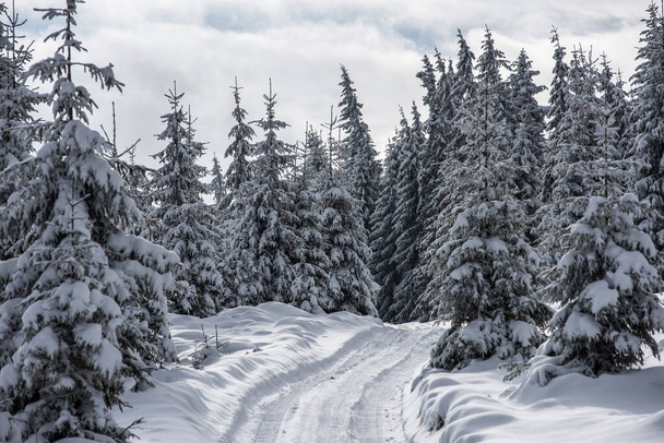 Winter trees covered with fresh snow - Фото, зображення