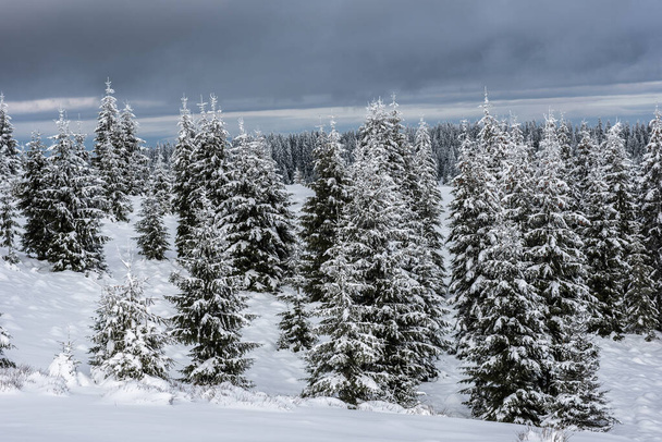 Winter forest covered with snow - Foto, Imagem