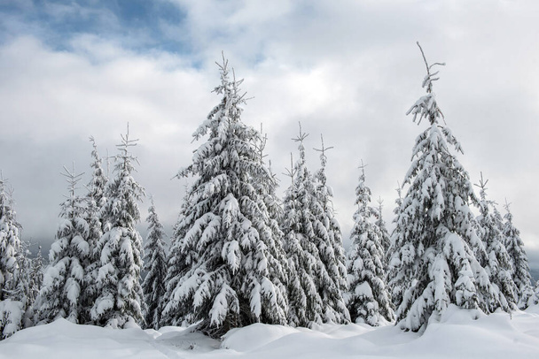 Fairy winter landscape with fir trees - Fotó, kép