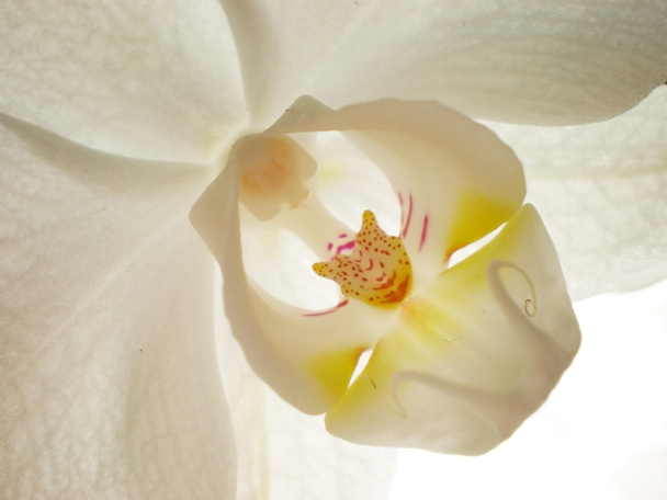 White orchid - Foto, Bild