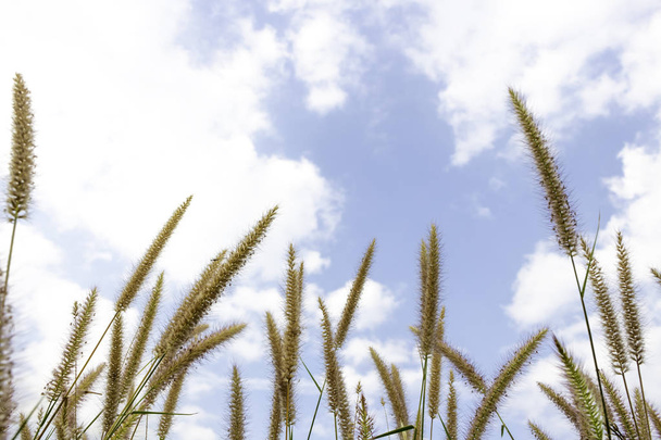 Barna fű virág, amely látja a kék ég sok felhő - Fotó, kép