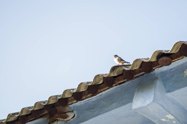 sparrow on the roof - Foto, Bild