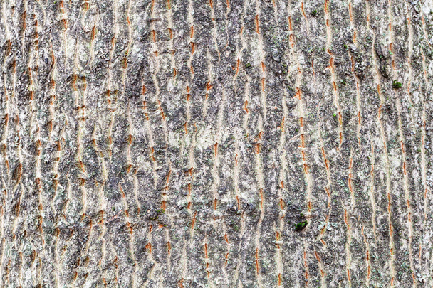 furrowed bark on trunk of maple tree close up - Photo, Image