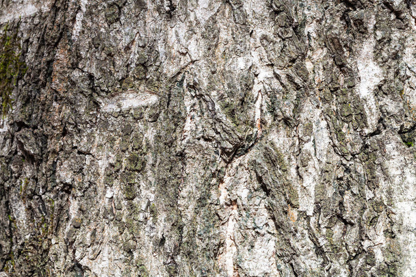 gegroefde grijze schors op oude stam van berkenboom - Foto, afbeelding