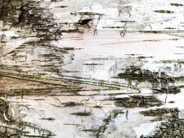 натуральна біла кора на стовбурі берези крупним планом
 - Фото, зображення