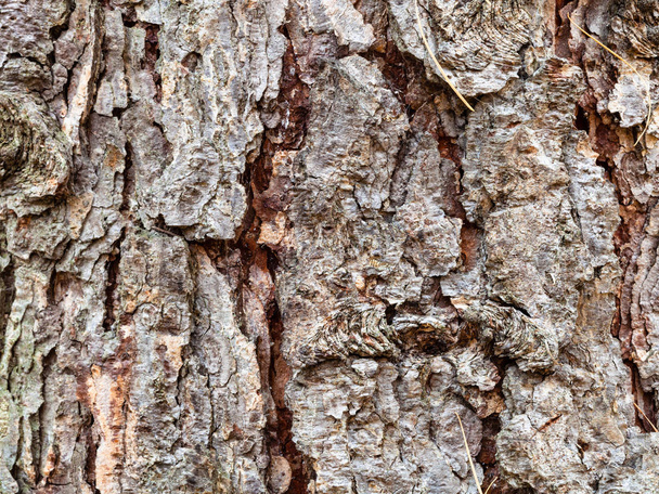 cracked bark on mature trunk of larch tree - Photo, Image