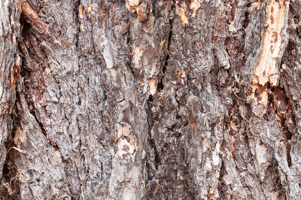 gnarled brown bark on old trunk of larch tree - Photo, Image