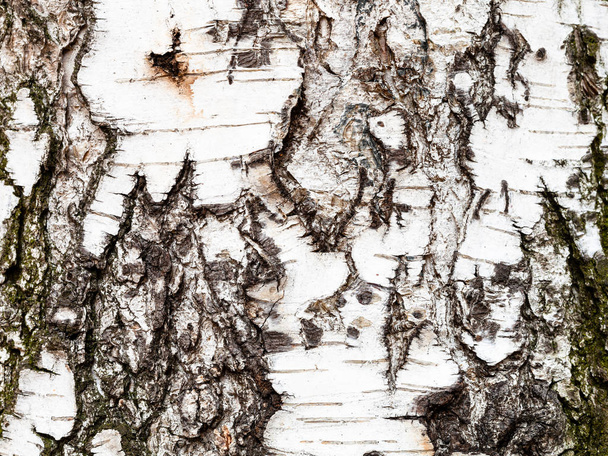 corteccia rugosa su tronco di betulla vicino
 - Foto, immagini