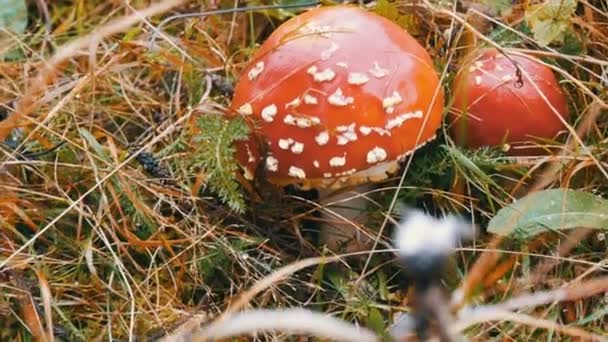 Autunno ottobre raccolta di funghi nelle montagne dei Carpazi. Agarici di mosca rossi in erba su cui cade la prima neve
. - Filmati, video