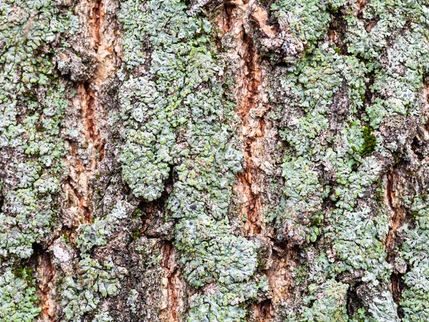 lichen on bark on mature trunk of box elder tree - Photo, Image