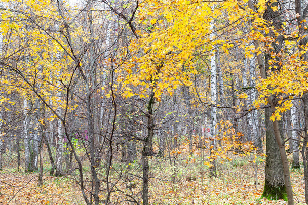 желтые листья клена и голые деревья в городском панке
 - Фото, изображение