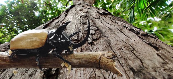 Το έντομο Dynastinae ανεβαίνει το δέντρο. Το πιο δημοφιλές κατοικίδιο ζώο στην Ασία από την Ταϊλάνδη (Eupatorus Gracilicornis) - Φωτογραφία, εικόνα