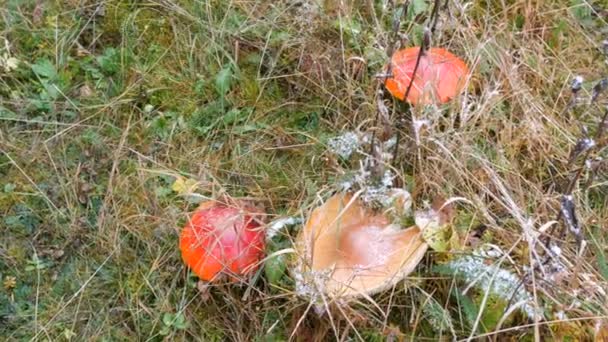 Grote paddenstoelen op groen gras waarop sneeuw valt. Rode vlieg agarisch in de Karpaten - Video