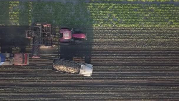 Harvesting sugar beets. Combines and cars remove root crops from the field. Aerial survey from a drone or quadrocopter. Autumn field work on the farm. Harvesting raw materials for sugar production. - Footage, Video