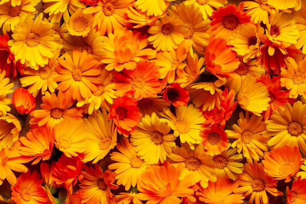 Calendula officinalis, η κατσαρόλα marigold, ruddles, κοινή marigol - Φωτογραφία, εικόνα