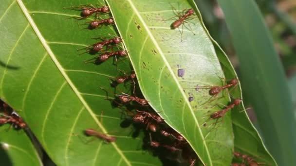 wiele mrówek na zielonym liściu - Materiał filmowy, wideo