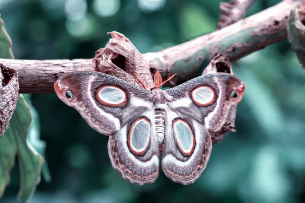 Closeup krásný motýl v letní zahradě - Fotografie, Obrázek
