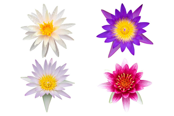 Variedade de lótus ou coleção waterlily isolado no fundo branco, flor de lótus definido no fundo branco
 - Foto, Imagem