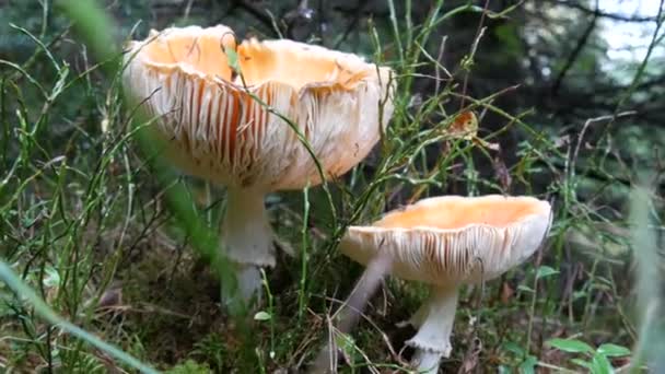 Velké muchomůrky nebo jedlé houby rostou v trávě na podzim. - Záběry, video