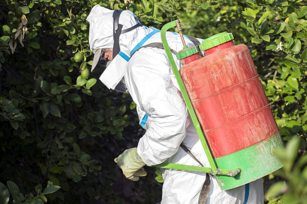 Homem pulverizando pesticidas tóxicos, pesticidas, inseticidas em plantação de limão de frutas, Espanha, 2019
. - Foto, Imagem