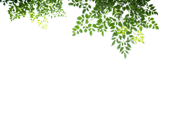 zbliżenie się do natury widok zielony liść drzewa korkowego izolowane na białym c - Zdjęcie, obraz