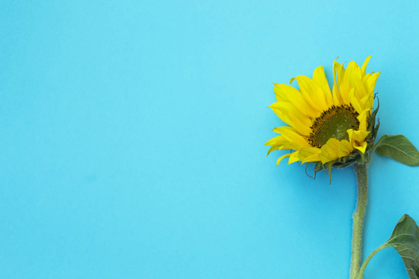 Beautiful sunflowers on a blue background. Bouquets of yellow flowers for the banner. View from above. Background with copy space. - Foto, Bild