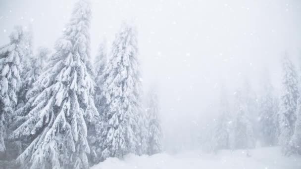Kış harikalar diyarı karlı köknar ağaçları  - Video, Çekim