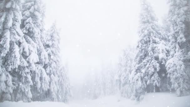 Kış harikalar diyarı karlı köknar ağaçları  - Video, Çekim